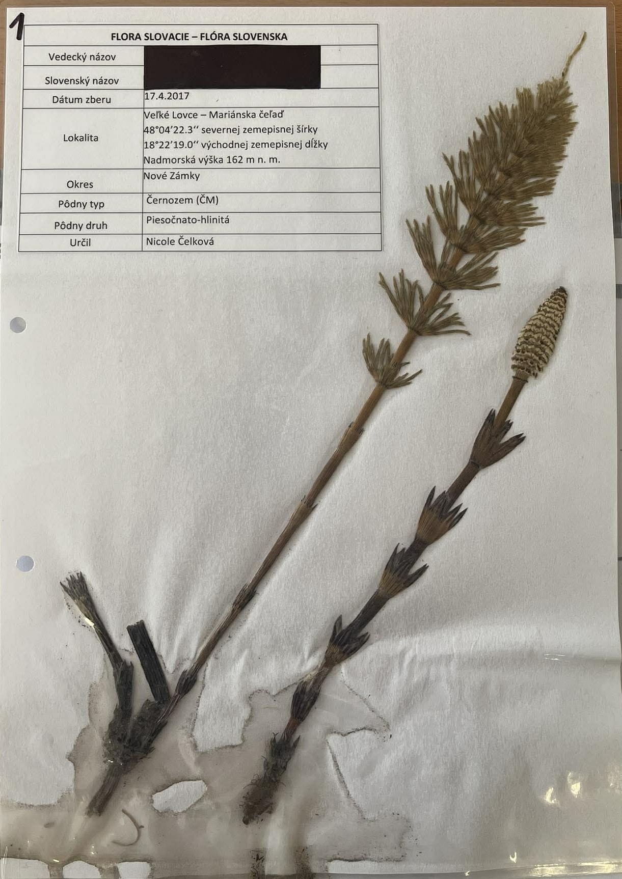 Rastlina Equisetum arvense